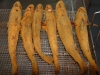 2238 - Backfischfest - 9