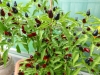 5707 - Chili-Ernte - 3