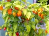 5707 - Chili-Ernte - 4