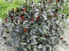 5707 - Chili-Ernte - 5