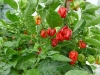 5707 - Chili-Ernte - 6