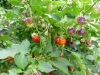 5707 - Chili-Ernte - 7