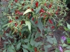 1897-chili-03