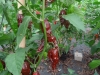 1897-chili-04