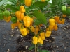 1897-chili-05