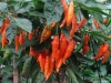 1897-chili-06