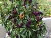 1897-chili-08