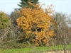 5893 - Herbst Baum2