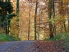 5893 - Herbst Waldweg