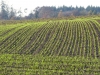 5893 - Herbst Wintersaat Feld