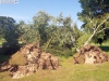9464 - Sturmschäden Golfplatz Rheintal - 18