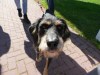 18182-Hundebadetag-08