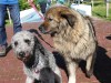 18182-Hundebadetag-10