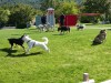 18182-Hundebadetag-11