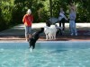 18182-Hundebadetag-17