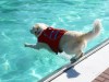 18182-Hundebadetag-19
