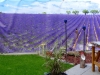 4948 - Lavendelgarten.jpg
