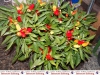 998-paprika-und-peperonie-nusslochs-schaerfstes-eck-10-jpg