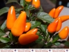998-paprika-und-peperonie-nusslochs-schaerfstes-eck-11-jpg