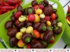 998-paprika-und-peperonie-nusslochs-schaerfstes-eck-3-jpg