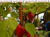 998-paprika-und-peperonie-nusslochs-schaerfstes-eck-9-jpg