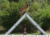 799-pd-hundestaffel-10-jpg