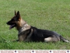 799-pd-hundestaffel-5-jpg