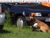799-pd-hundestaffel-7-jpg