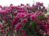 2194 - Rhododendron-Anlage HD - 1.jpg