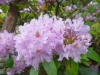 2194 - Rhododendron-Anlage HD - 2.jpg