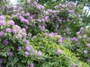 2194 - Rhododendron-Anlage HD - 3.jpg