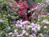2194 - Rhododendron-Anlage HD - 4.jpg