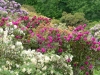 2194 - Rhododendron-Anlage HD - 8.jpg