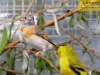 4369-vogelzuechter-sandhausen-11