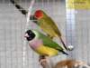 4369-vogelzuechter-sandhausen-13
