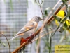 4369-vogelzuechter-sandhausen-16