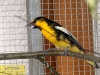 4369-vogelzuechter-sandhausen-5