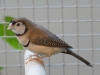 4403-vogelzuechter-leimen-4