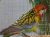 4403-vogelzuechter-leimen-5