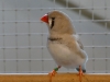 4403-vogelzuechter-leimen-6