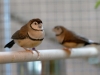 5820 - Vogelzüchter Leimen - 1