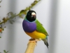 5820 - Vogelzüchter Leimen - 10