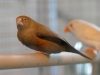 5820 - Vogelzüchter Leimen - 2