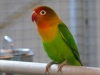 5820 - Vogelzüchter Leimen - 5