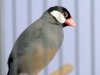 5820 - Vogelzüchter Leimen - 6