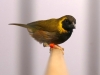 5820 - Vogelzüchter Leimen - 7