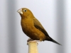 5820 - Vogelzüchter Leimen - 8