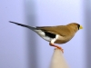 5820 - Vogelzüchter Leimen - 9