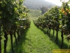 4292-weinbergfest-4