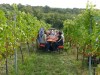 18245-Weinfest-10